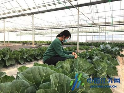 鹽城經(jīng)開區(qū)步鳳鎮(zhèn) 新技術(shù)新模式為現(xiàn)代農(nóng)業(yè)插上“智慧翅膀”