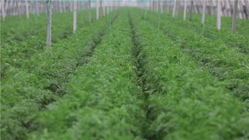 以綠為筆，山東書寫高質(zhì)量發(fā)展新篇章——鳳凰網(wǎng)山東聚焦種植技術(shù)開發(fā)